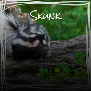 Skunk