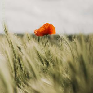 Sejuta Rasa (Instrumental)