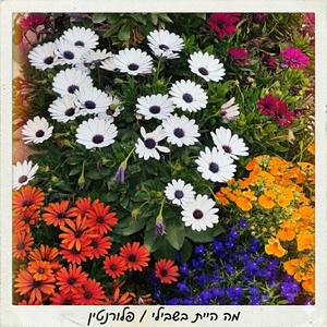 מה היית בשבילי