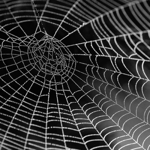 TARANTULA (Instrumental)