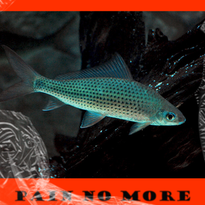 MISS U Lil Dunk type beat