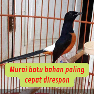 Murai Batu Bahan Paling Cepat Direspon (Live)