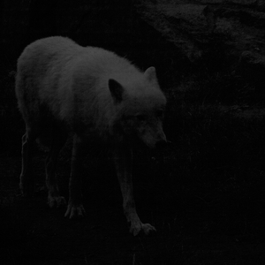 ﻿in the Silv'ry Light