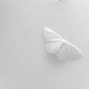 severed (feat. akasuki)