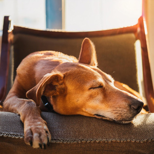 Tonadas Armoniosas Para Perros