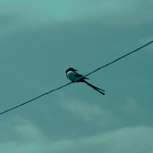 Dancing Clowns (From Antony’s Show)