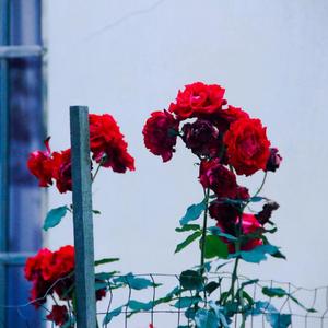 雷雨交加的天气我刚刚砍柴回来烧水听歌的时候听到窗外有人路过我就想跟他一起出去看看