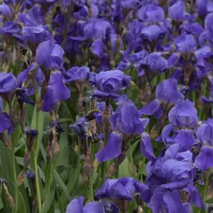 Lay Back (Sea Sound)