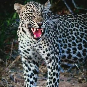 EA7-Music（翻自 ESMYL）