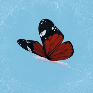 I'm Sorry That I Fcked Up