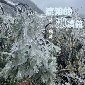流泪的冰凌花