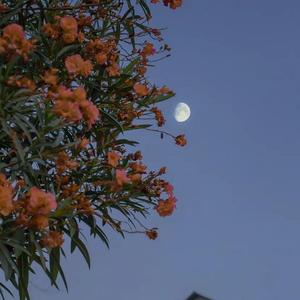 心做し（钢琴）