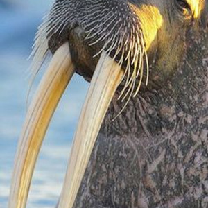 Balmain Jeans (nightcore)