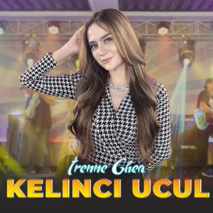 Kelinci Ucul