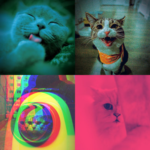 精彩压力大的猫环境