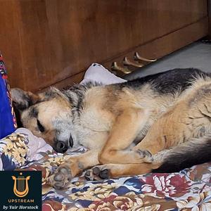 זכיתי לאהוב - קלידים