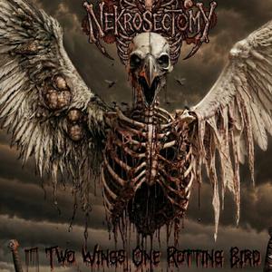 Two Wings One Rotting Bird