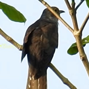 四声杜鹃的声音