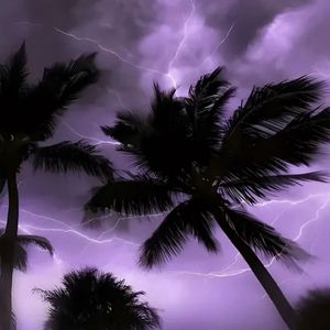 Bloom in the Mist(Prod.Siren & EVO MUSIC)