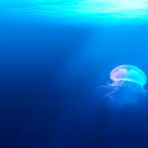 海里的水母 (1)