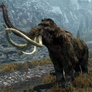 Unwilling  ordinary-SILL