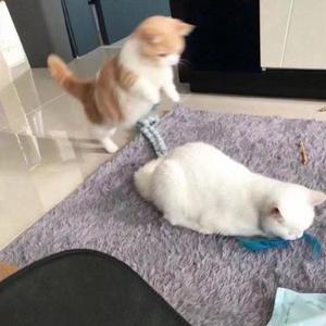 形容