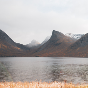 我是一只小小鸟