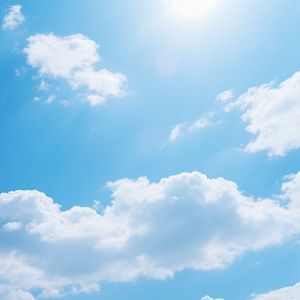 湖畔青荷映日光