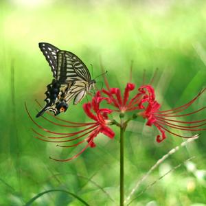 蝶恋花-陈馨珏（修整加和声版）