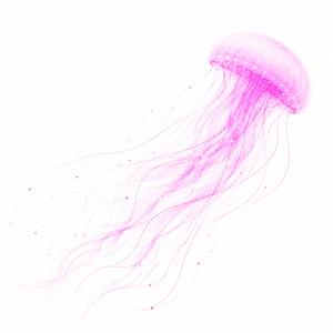 JELLYFISH