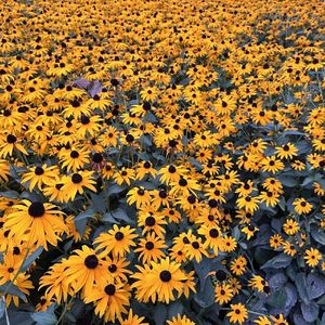 稻香漫天飞鸟无声入云间