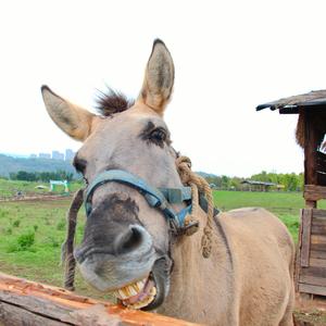 一位佛徒父亲的来电