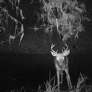 At My Wits' End (1st Version)