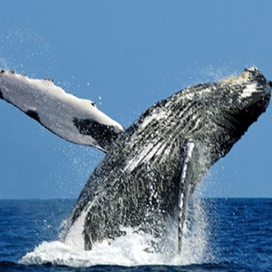 Whale (New Age, Relaxation)