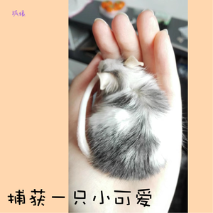 捕获一只小可爱