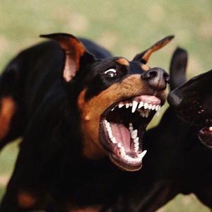 【FREE】"黑 夜 骑 士"-Dark Trap Beat