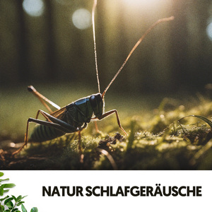 Aria rafraîchissante du lever du soleil