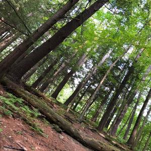 CHOPPA <what have i done?>