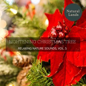 Danky Evening Forest