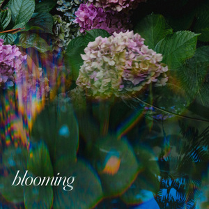 blooming