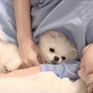 疯掉（翻自 魏冰雪）