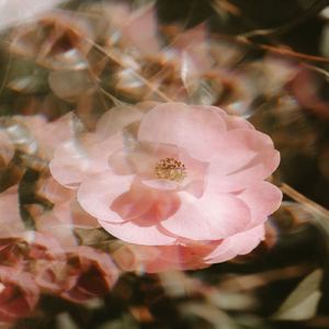 Flower2