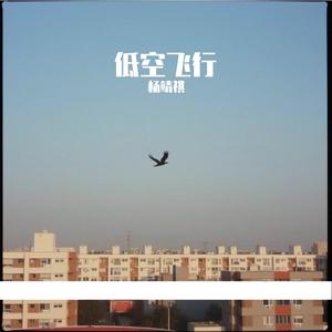 伪装成海鸥的信鸽