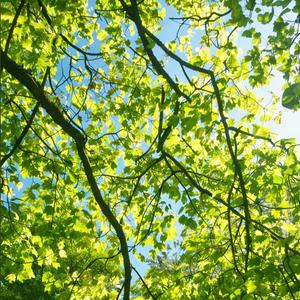 春日来信（Chasing Spring）