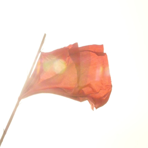 僕のテーマソング