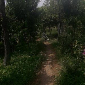 Глаза лисы