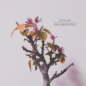 Inflorescence