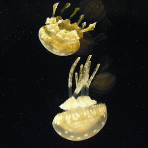 トホホ (Acoustic)