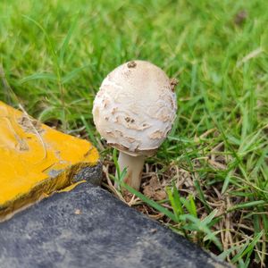 归去来兮辞并序