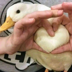 2017感动网友歌曲-阿香串烧（2.0小黄人）